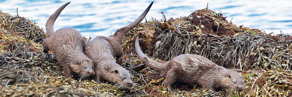 Otter - Loch Na Keal